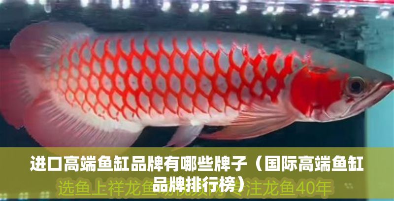 進口高端魚缸品牌有哪些牌子（國際高端魚缸品牌排行榜）