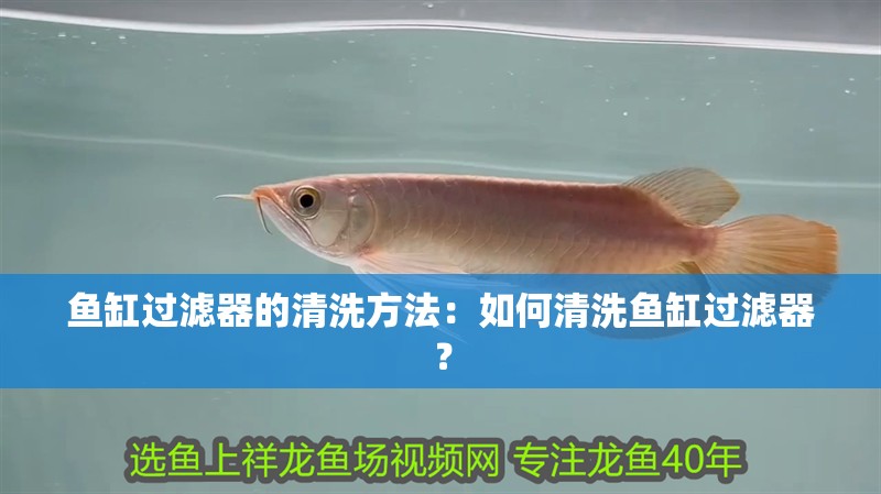 魚缸過濾器的清洗方法：如何清洗魚缸過濾器？