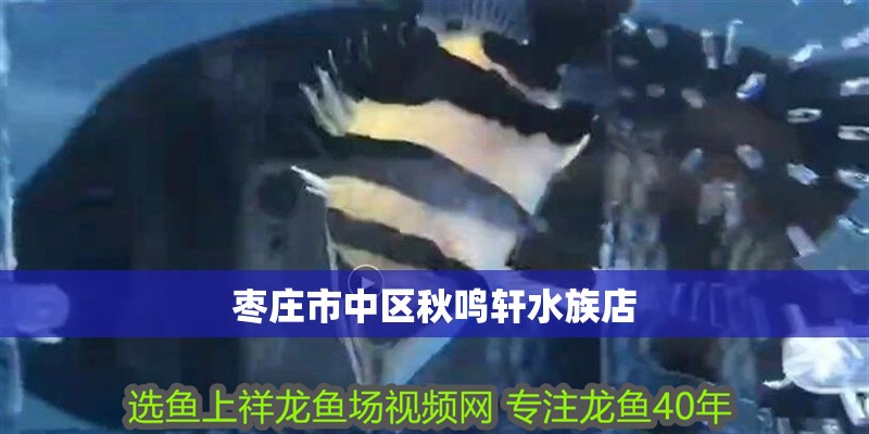 棗莊市中區(qū)秋鳴軒水族店 棗莊市中區(qū)秋鳴軒水族店 全國水族館企業(yè)名錄 第1張