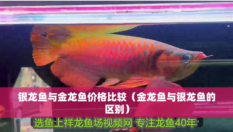 銀龍魚與金龍魚價格比較（金龍魚與銀龍魚的區(qū)別）