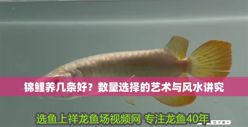錦鯉養幾條好？數量選擇的藝術與風水講究