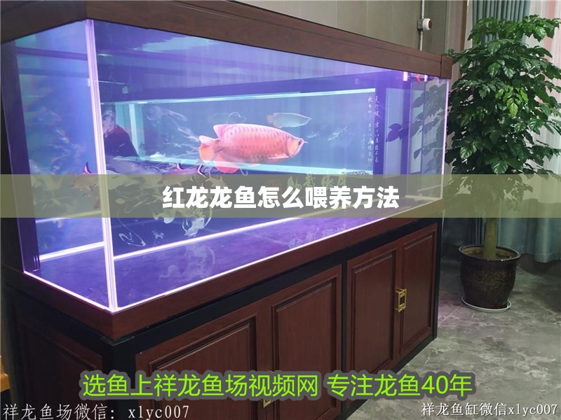 紅龍龍魚怎么喂養(yǎng)方法
