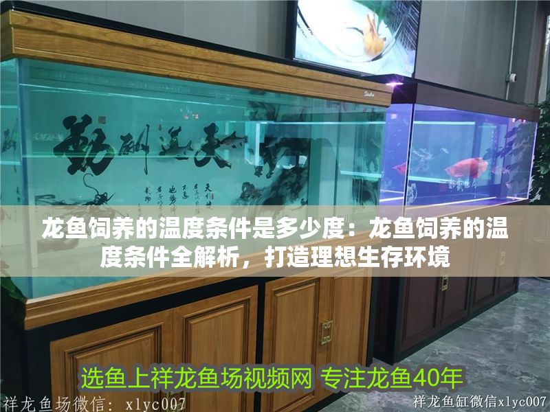 龍魚飼養的溫度條件是多少度：龍魚飼養的溫度條件全解析，打造理想生存環境