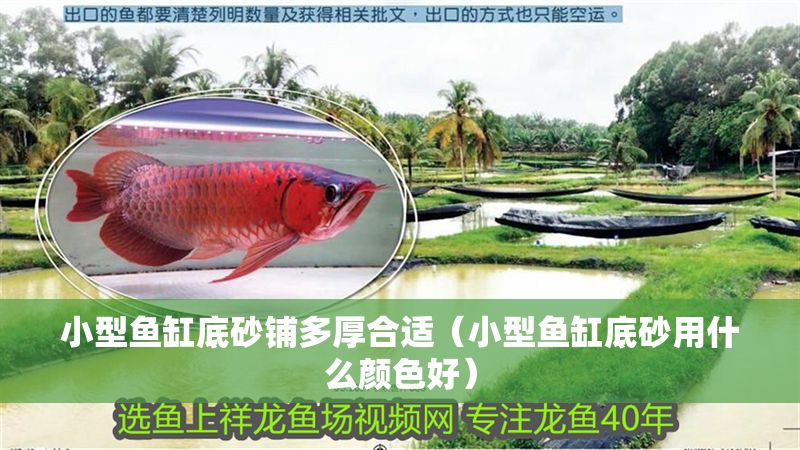 小型魚缸底砂鋪多厚合適（小型魚缸底砂用什么顏色好）