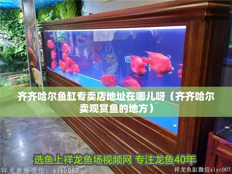 齊齊哈爾魚缸專賣店地址在哪兒呀(齊齊哈爾賣觀賞魚的地方) 龍魚百科 第1張 齊齊哈爾魚缸專賣店地址在哪兒呀(齊齊哈爾賣觀賞魚的地方) 齊齊哈爾魚缸專賣店地址在哪兒呀(齊齊哈爾賣觀賞魚的地方) 龍魚百科 第1張