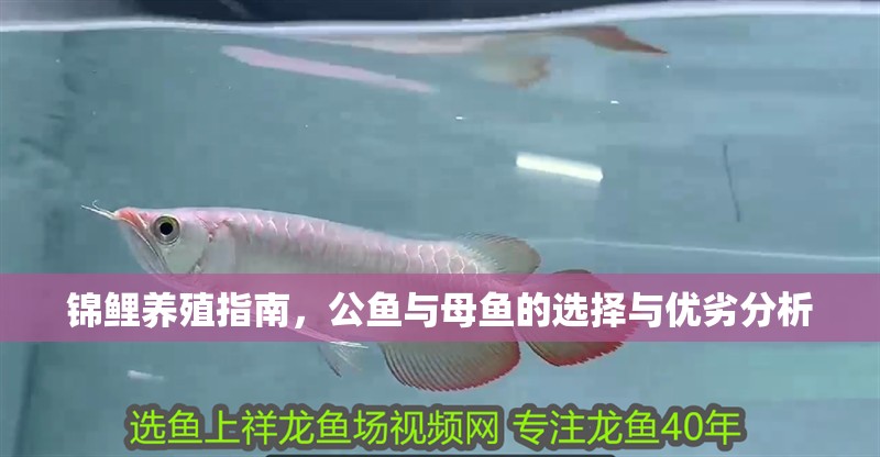 錦鯉養殖指南，公魚與母魚的選擇與優劣分析