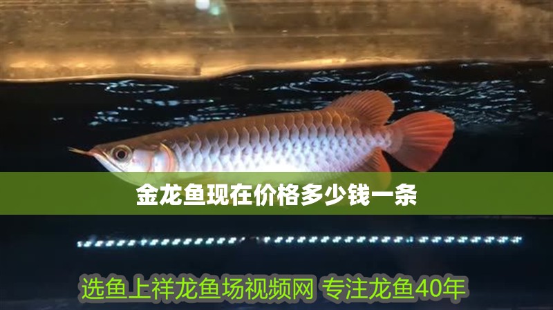 金龍魚現(xiàn)在價格多少錢一條