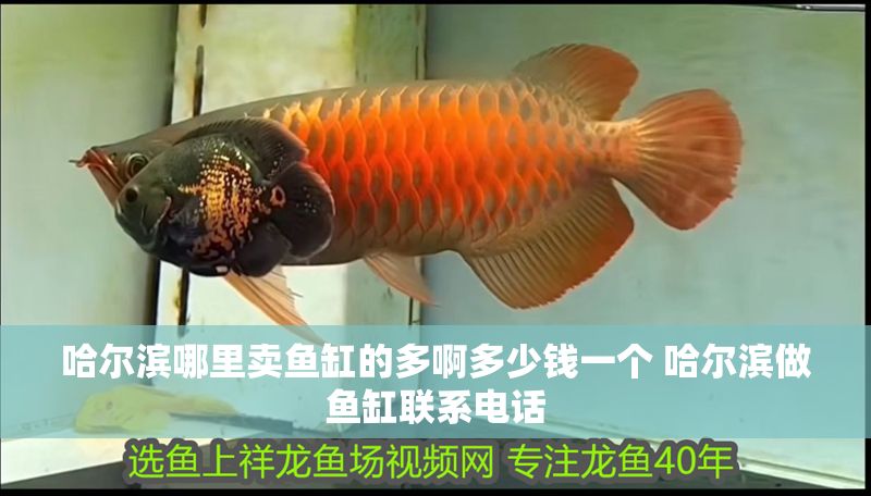哈爾濱哪里賣魚缸的多啊多少錢一個 哈爾濱做魚缸聯系電話