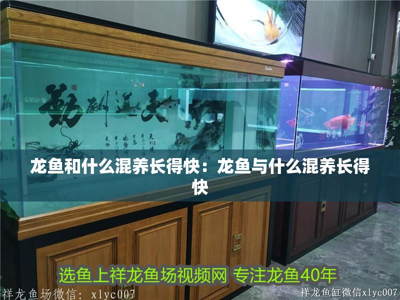 龍魚和什么混養長得快：龍魚與什么混養長得快