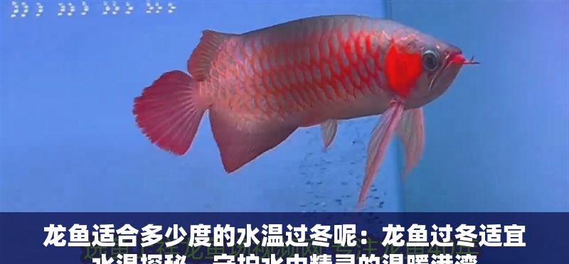龍魚適合多少度的水溫過冬呢：龍魚過冬適宜水溫探秘，守護(hù)水中精靈的溫暖港灣