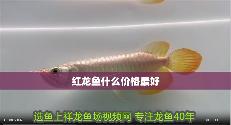 紅龍魚什么價格最好 紅龍魚什么價格最好 龍魚百科 第1張
