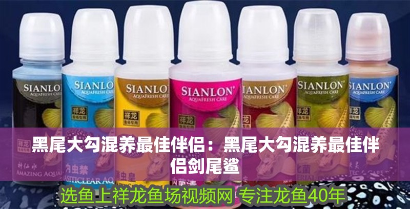 黑尾大勾混養最佳伴侶：黑尾大勾混養最佳伴侶劍尾鯊