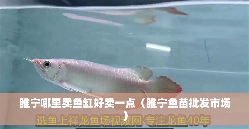 睢寧哪里賣魚缸好賣一點（睢寧魚苗批發市場）