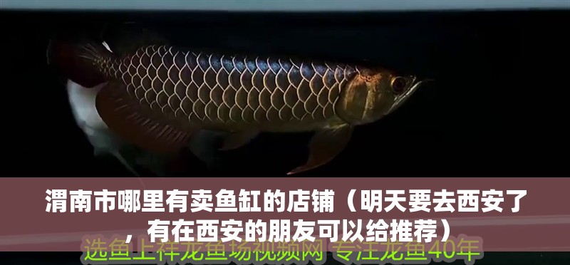 渭南市哪里有賣魚缸的店鋪（明天要去西安了，有在西安的朋友可以給推薦） 渭南市哪里有賣魚缸的店鋪（明天要去西安了，有在西安的朋友可以給推薦） 全國水族館企業名錄 第1張