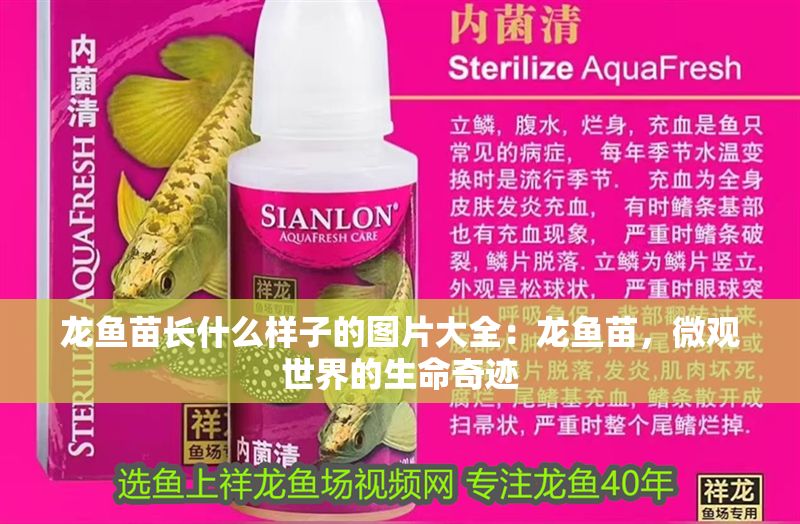 龍魚苗長(zhǎng)什么樣子的圖片大全:龍魚苗,微觀世界的生命奇跡 龍魚百科 第1張 龍魚苗長(zhǎng)什么樣子的圖片大全:龍魚苗,微觀世界的生命奇跡 龍魚苗長(zhǎng)什么樣子的圖片大全:龍魚苗,微觀世界的生命奇跡 龍魚百科 第1張