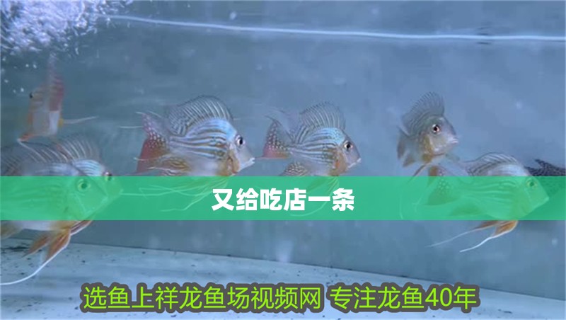 又給吃店一條 全國水族館企業名錄 第1張 又給吃店一條 又給吃店一條 全國水族館企業名錄 第1張