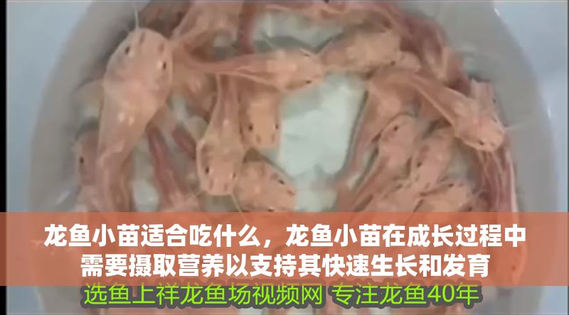 龍魚小苗適合吃什么，龍魚小苗在成長過程中需要攝取營養以支持其快速生長和發育