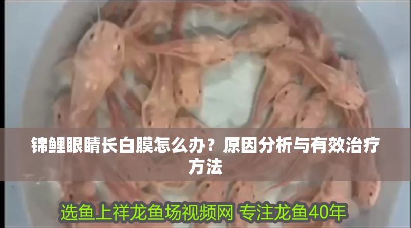 錦鯉眼睛長白膜怎么辦？原因分析與有效治療方法