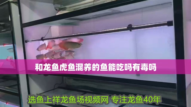和龍魚虎魚混養(yǎng)的魚能吃嗎有毒嗎