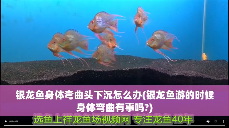 銀龍魚身體彎曲頭下沉怎么辦(銀龍魚游的時候身體彎曲有事嗎?)