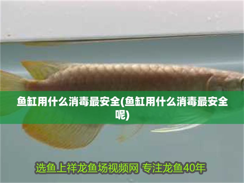 魚缸用什么消毒最安全(魚缸用什么消毒最安全呢)