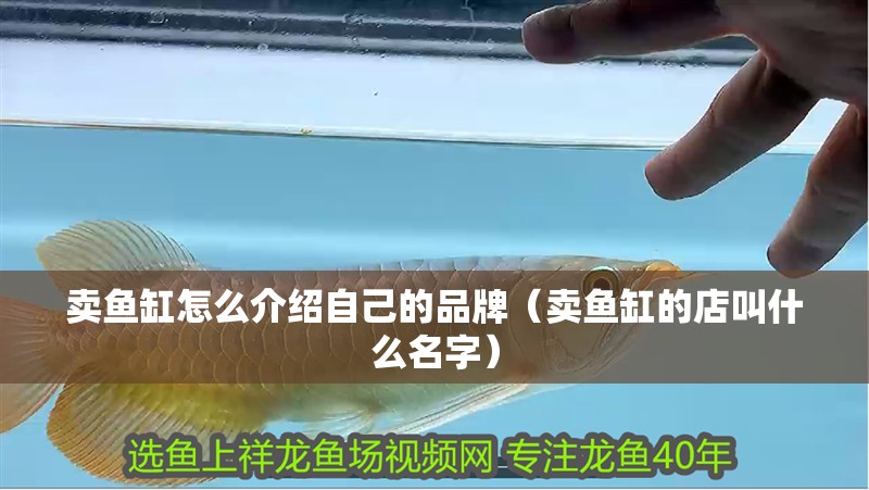 賣魚缸怎么介紹自己的品牌（賣魚缸的店叫什么名字）