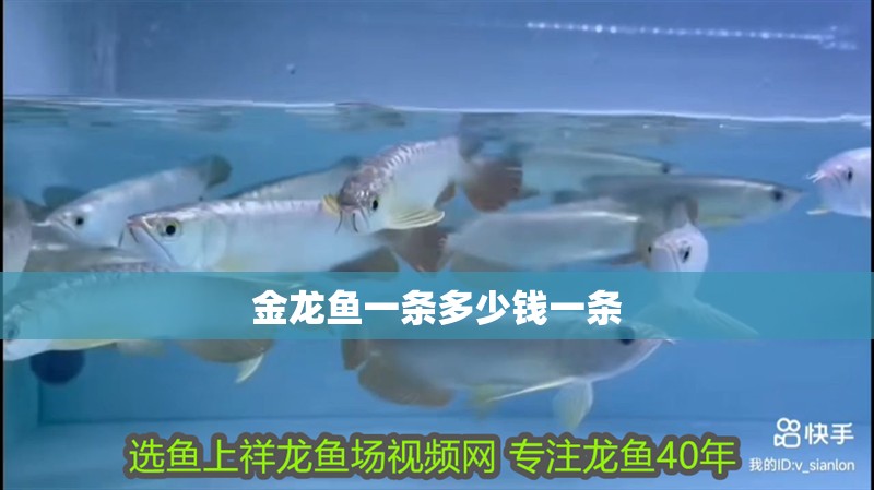 金龍魚一條多少錢一條