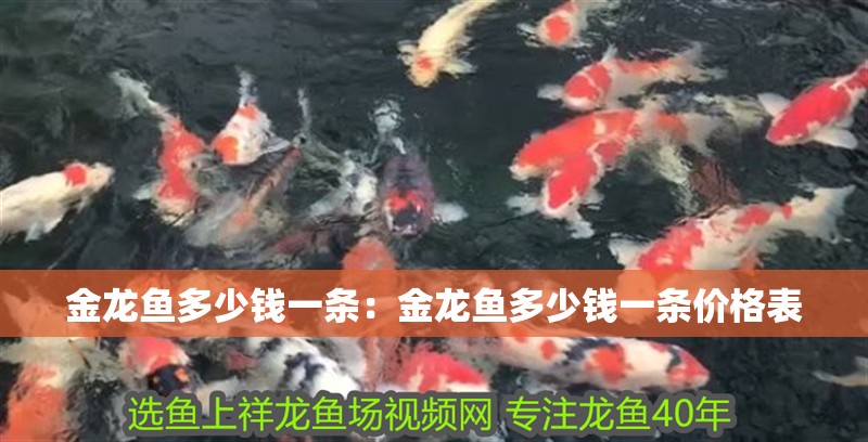 金龍魚多少錢一條：金龍魚多少錢一條價格表 金龍魚多少錢一條：金龍魚多少錢一條價格表 龍魚百科 第2張
