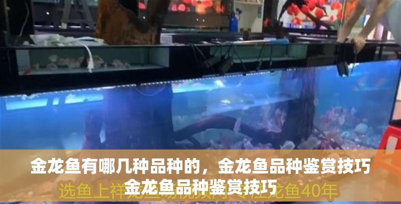 金龍魚有哪幾種品種的，金龍魚品種鑒賞技巧金龍魚品種鑒賞技巧