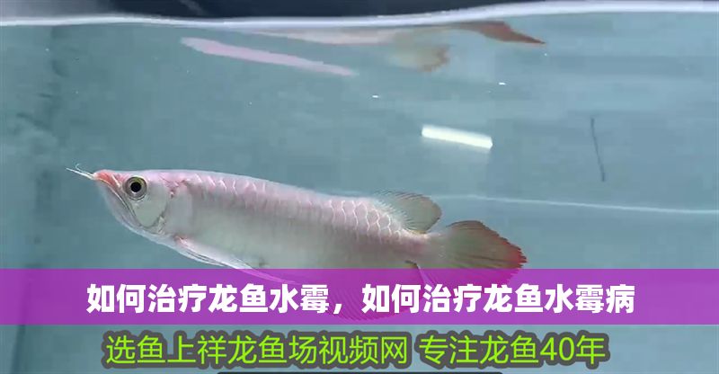 如何治療龍魚水霉，如何治療龍魚水霉病