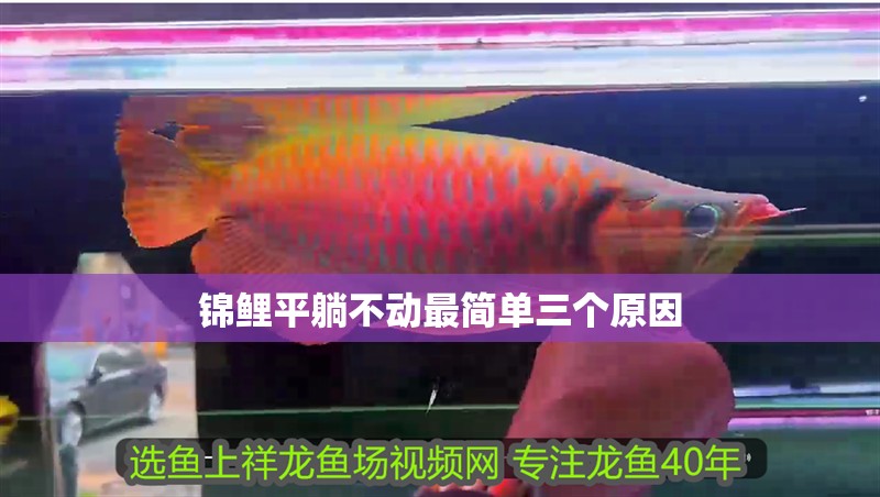 錦鯉平躺不動最簡單三個原因