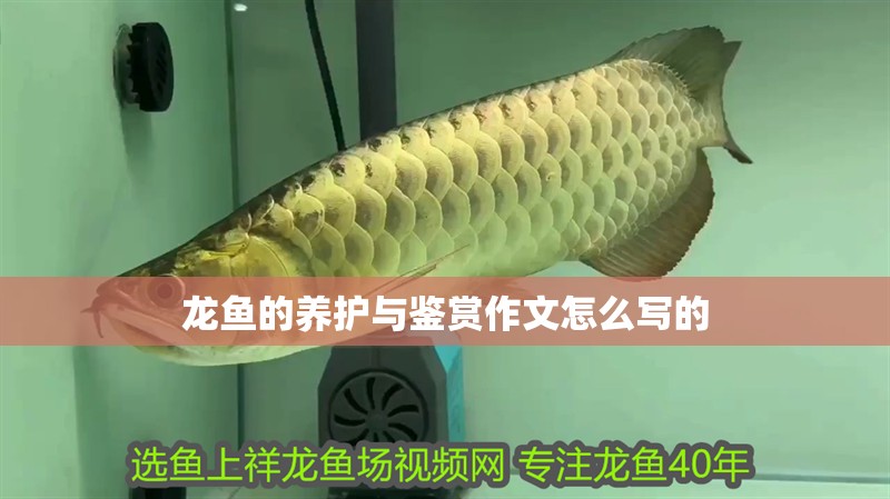 龍魚(yú)的養(yǎng)護(hù)與鑒賞作文怎么寫(xiě)的 龍魚(yú)百科 第1張 龍魚(yú)的養(yǎng)護(hù)與鑒賞作文怎么寫(xiě)的 龍魚(yú)的養(yǎng)護(hù)與鑒賞作文怎么寫(xiě)的 龍魚(yú)百科 第1張