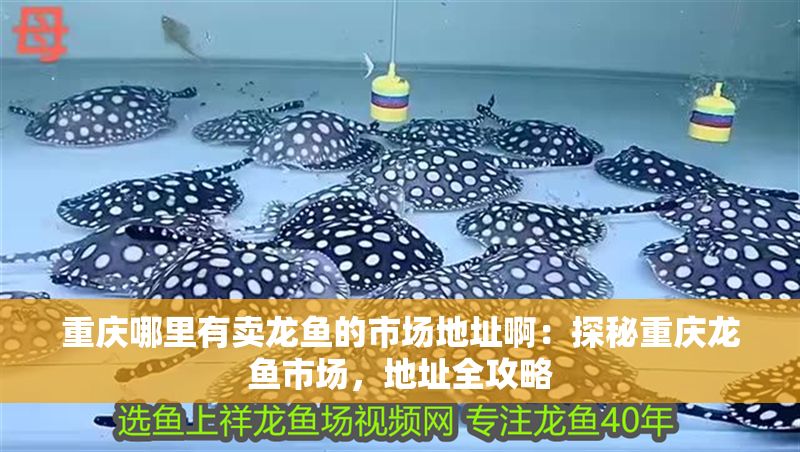 重慶哪里有賣龍魚的市場地址?。禾矫刂貞c龍魚市場，地址全攻略