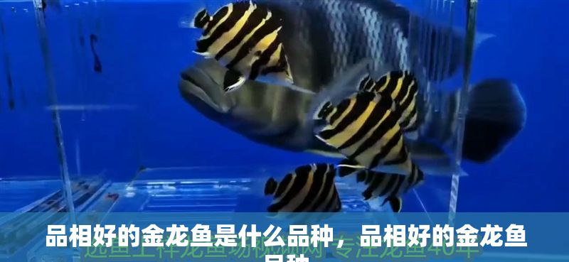 品相好的金龍魚是什么品種，品相好的金龍魚品種