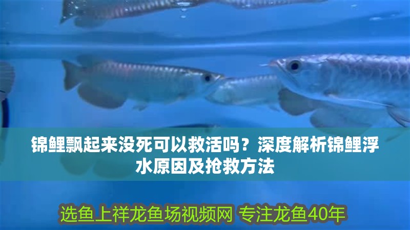 錦鯉飄起來沒死可以救活嗎？深度解析錦鯉浮水原因及搶救方法