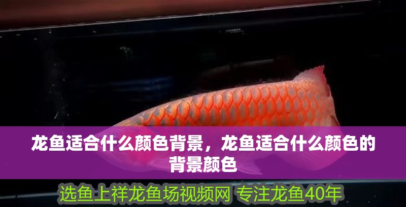 龍魚適合什么顏色背景，龍魚適合什么顏色的背景顏色 龍魚適合什么顏色背景，龍魚適合什么顏色的背景顏色 龍魚百科 第1張
