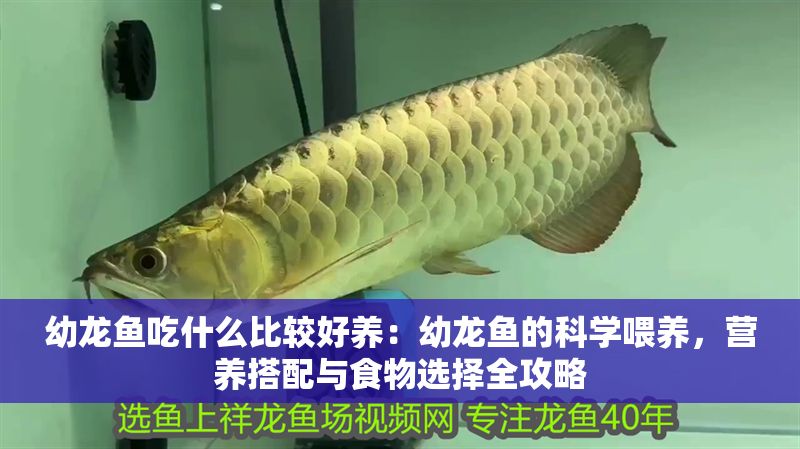 幼龍魚吃什么比較好養：幼龍魚的科學喂養，營養搭配與食物選擇全攻略