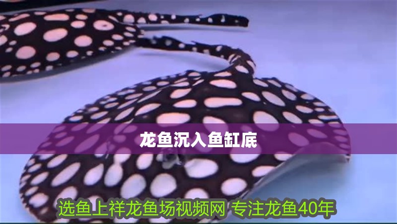 龍魚沉入魚缸底