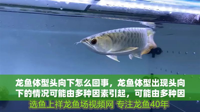 龍魚體型頭向下怎么回事，龍魚體型出現頭向下的情況可能由多種因素引起，可能由多種因素引起