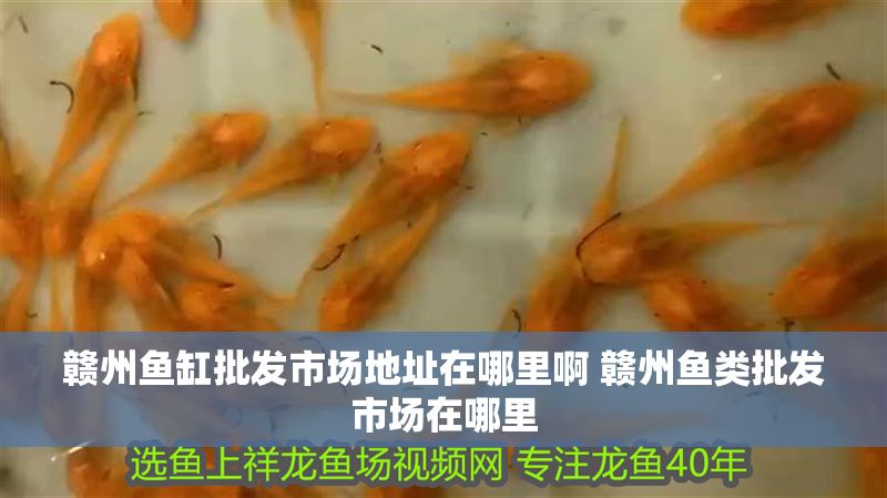 贛州魚缸批發市場地址在哪里啊 贛州魚類批發市場在哪里