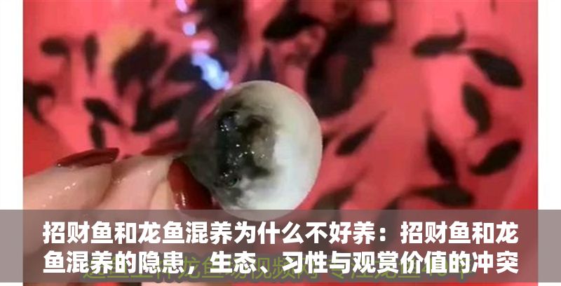 招財魚和龍魚混養為什么不好養：招財魚和龍魚混養的隱患，生態、習性與觀賞價值的沖突