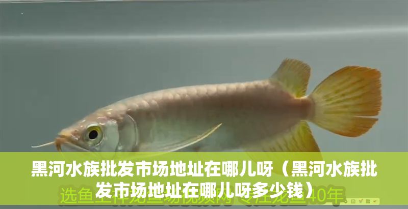 黑河水族批發(fā)市場地址在哪兒呀（黑河水族批發(fā)市場地址在哪兒呀多少錢）