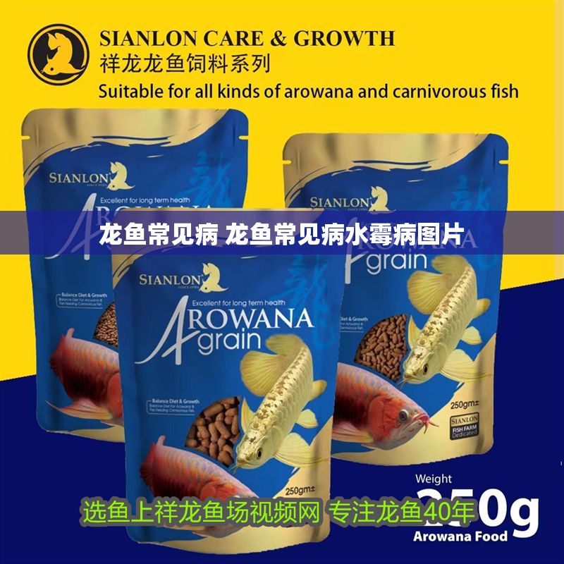 龍魚常見病 龍魚常見病水霉病圖片