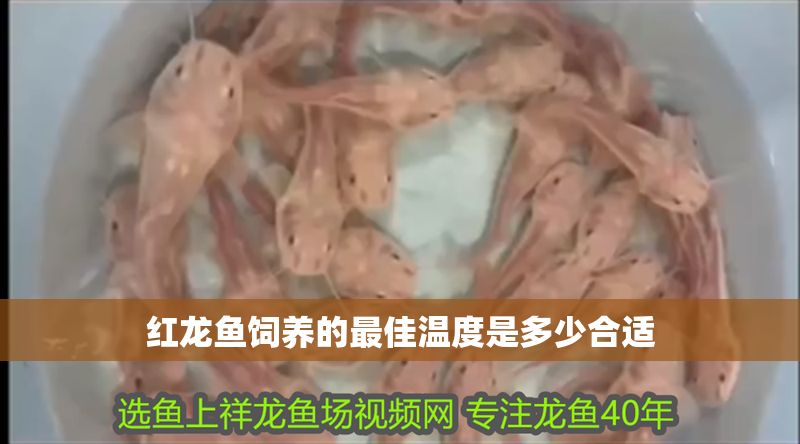 紅龍魚飼養的最佳溫度是多少合適