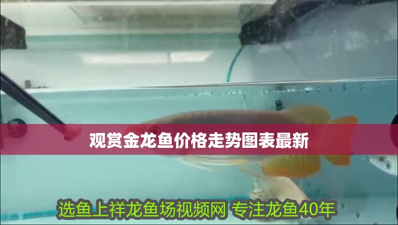 觀賞金龍魚價格走勢圖表最新