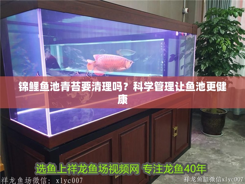 錦鯉魚池青苔要清理嗎？科學管理讓魚池更健康 錦鯉魚池青苔要清理嗎？科學管理讓魚池更健康 龍魚百科 第1張