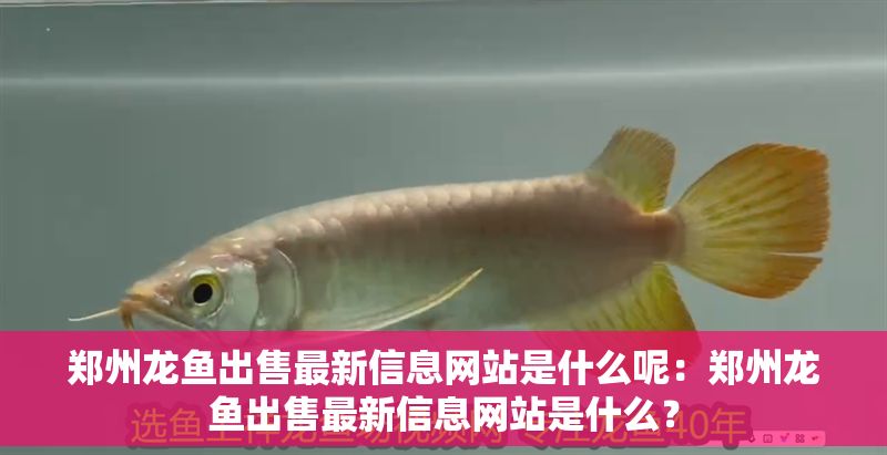 鄭州龍魚出售最新信息網站是什么呢：鄭州龍魚出售最新信息網站是什么？