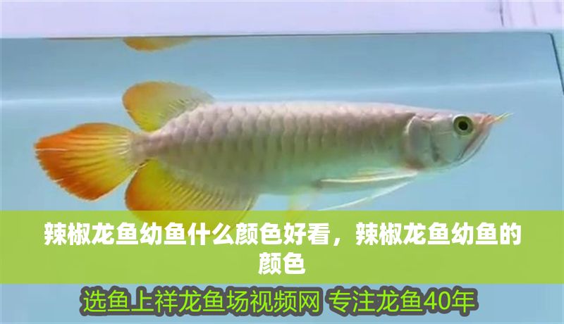 辣椒龍魚幼魚什么顏色好看，辣椒龍魚幼魚的顏色 辣椒龍魚幼魚什么顏色好看，辣椒龍魚幼魚的顏色 龍魚百科 第2張