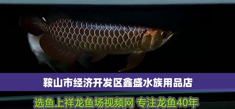 鞍山市經濟開發區鑫盛水族用品店 鞍山市經濟開發區鑫盛水族用品店 全國水族館企業名錄 第1張