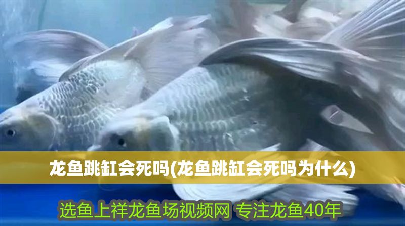 龍魚(yú)跳缸會(huì)死嗎(龍魚(yú)跳缸會(huì)死嗎為什么)